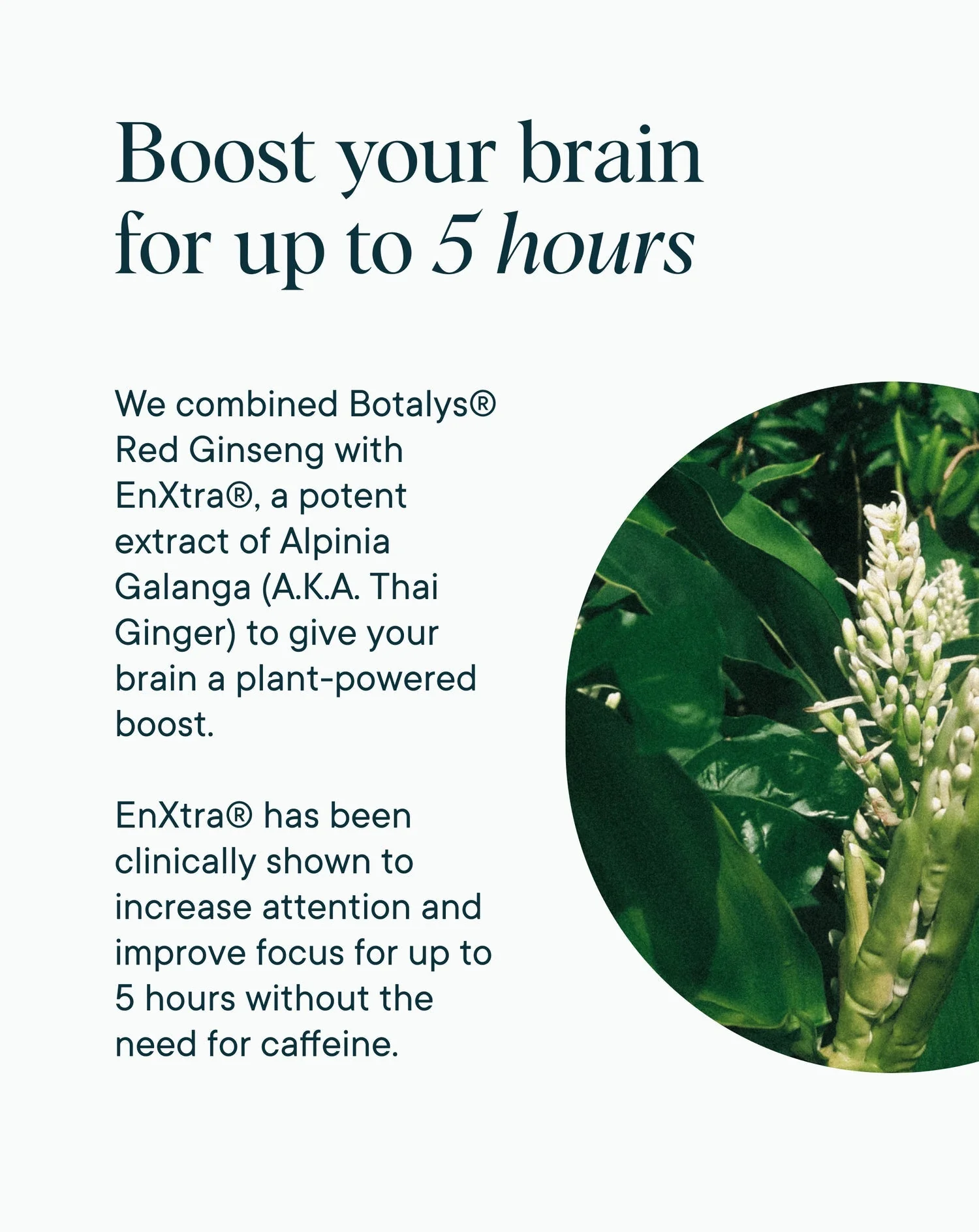Ora Organic Cognitive Support Supplement - Image 4