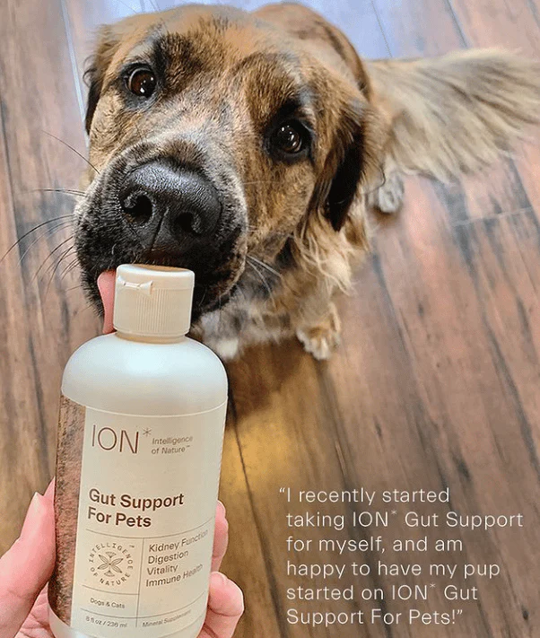 ION* Gut Support For Pets 8 oz - Image 4