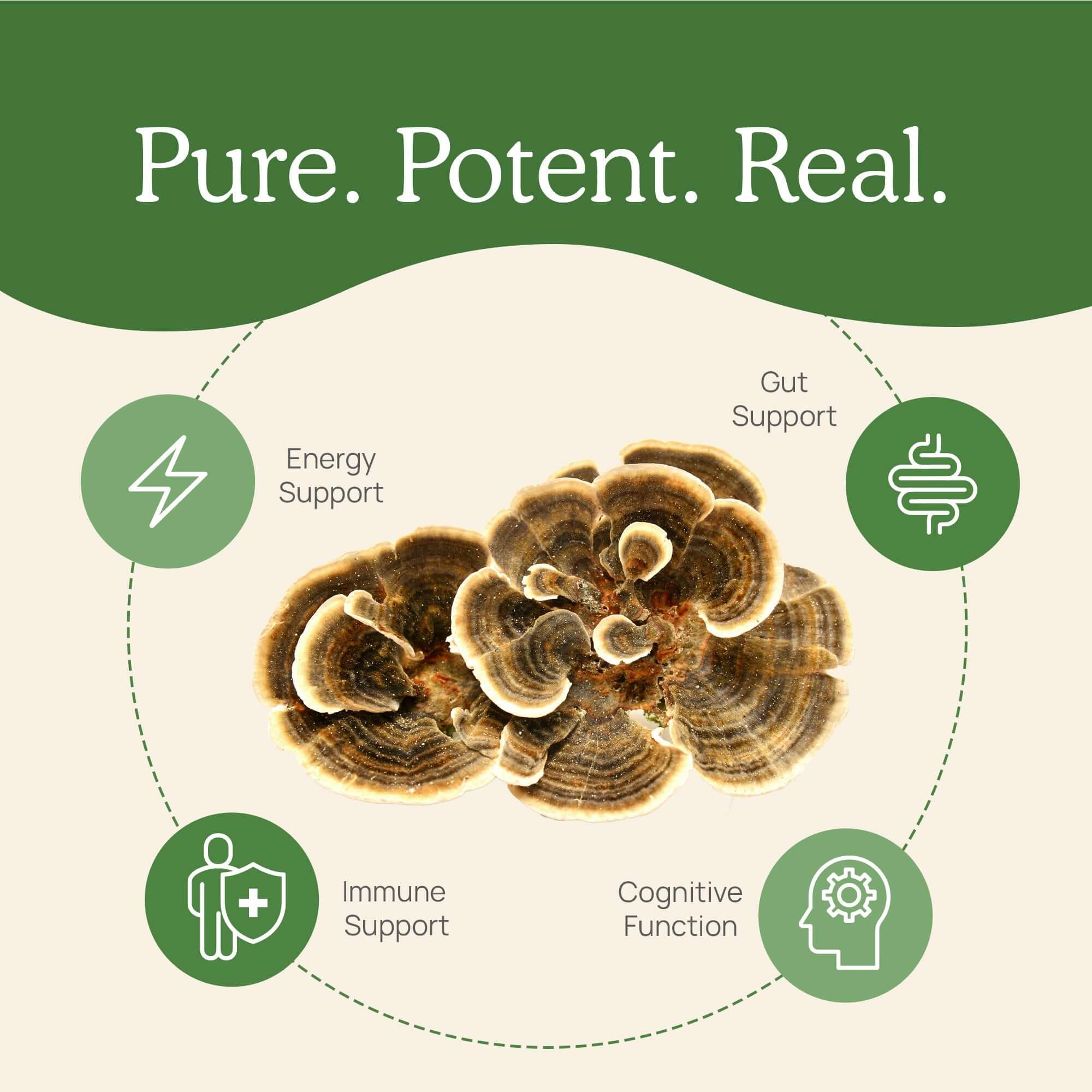 REAL MUSHROOMS Turkey Tail Mushroom Capsules - Image 7